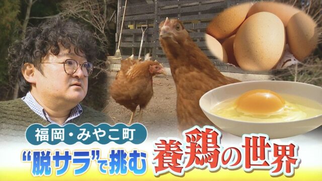広い屋外で放し飼い”放牧養鶏”に脱サラで挑む男性