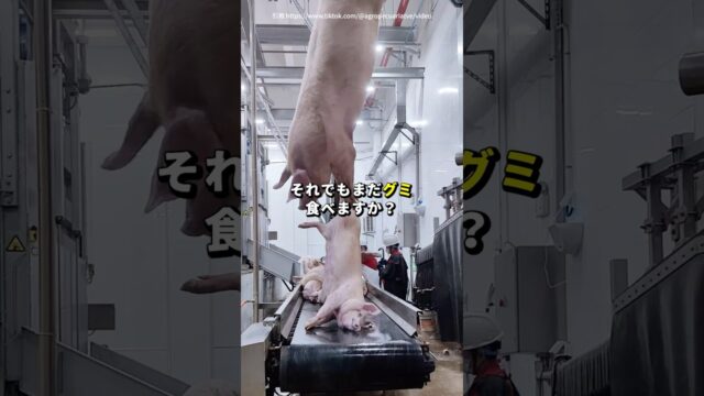 「グミ」の雑学
